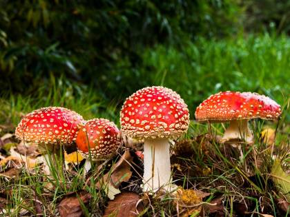 Famiglia mangia funghi e finisce al pronto soccorso